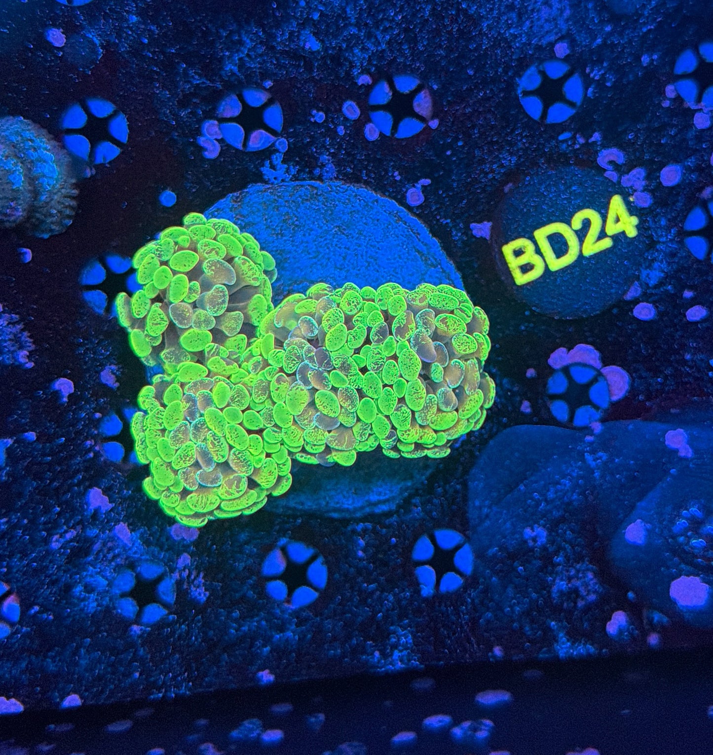 Indo Sp Hammer Colony