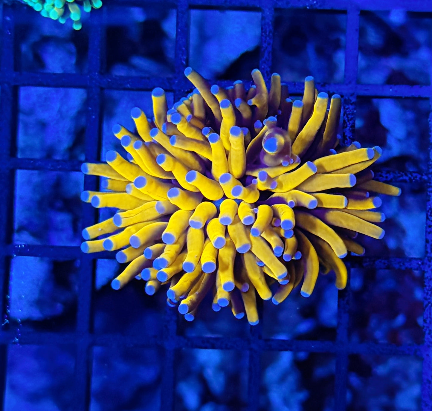 malay tartar gold