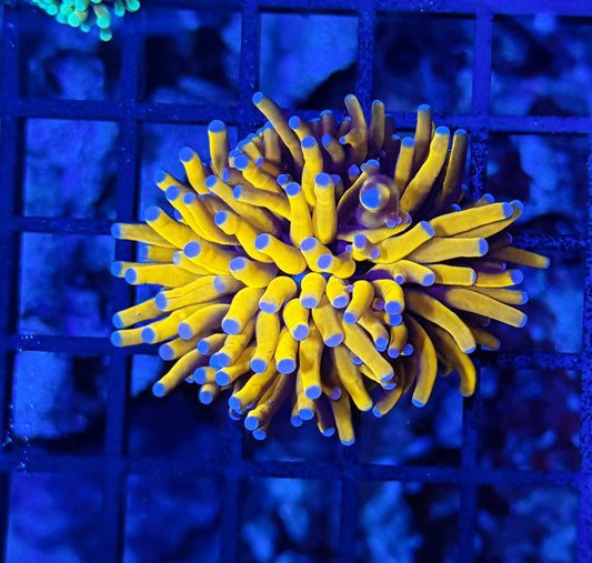 malay tartar gold