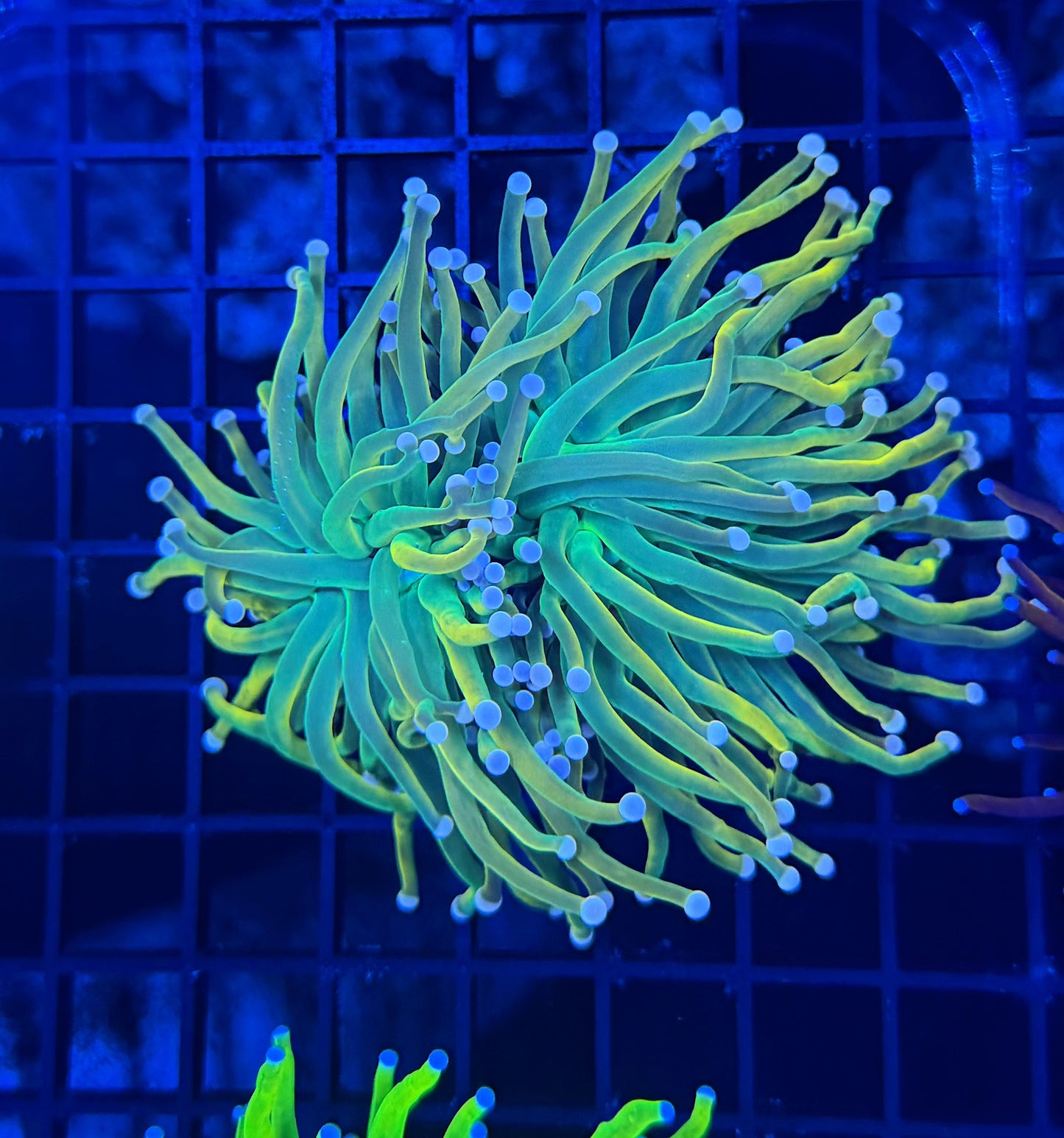 Malay hg large