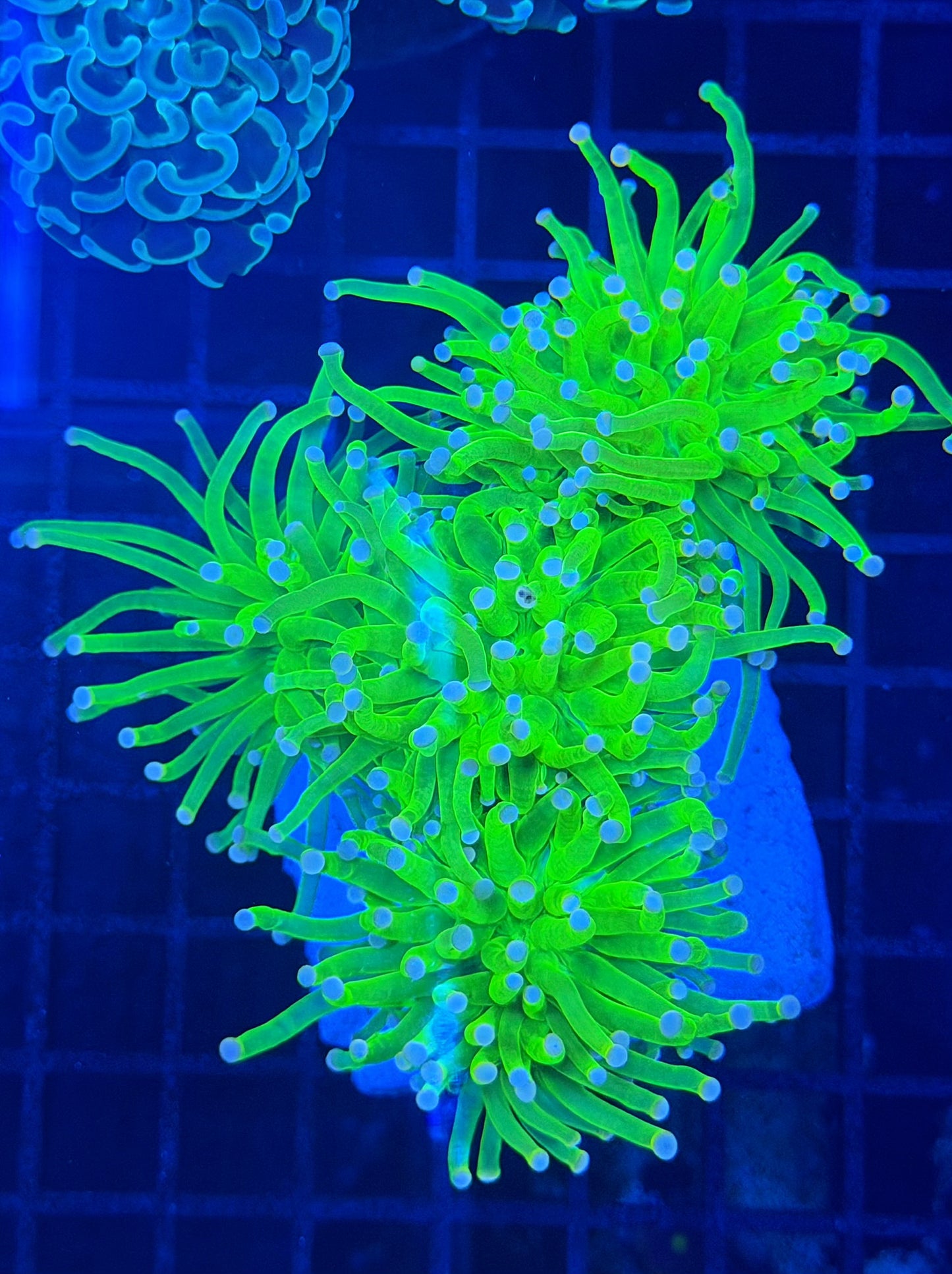 Malay green colony