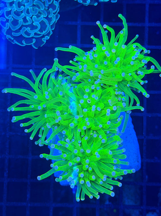 Malay green colony