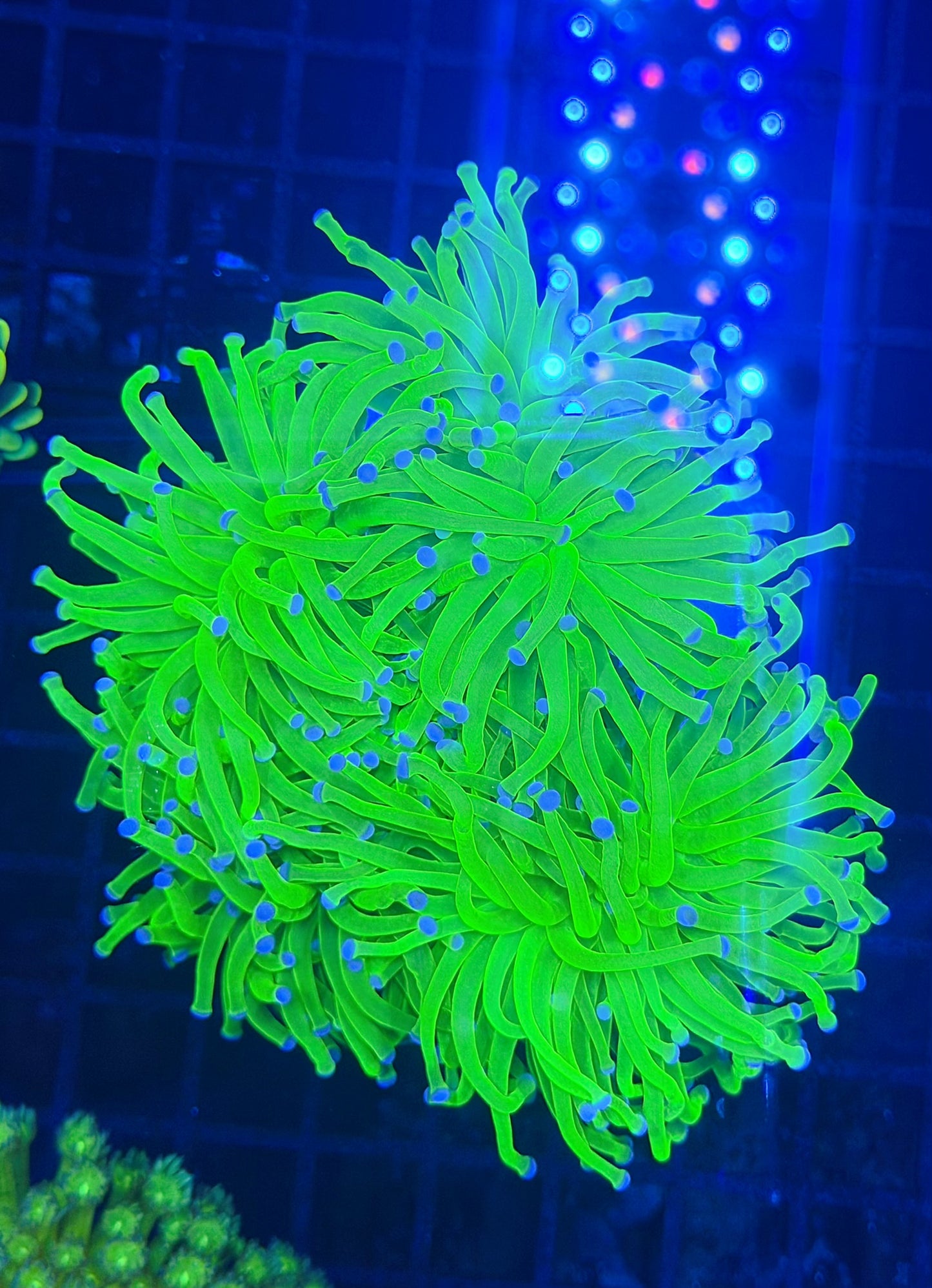 Malay green colony