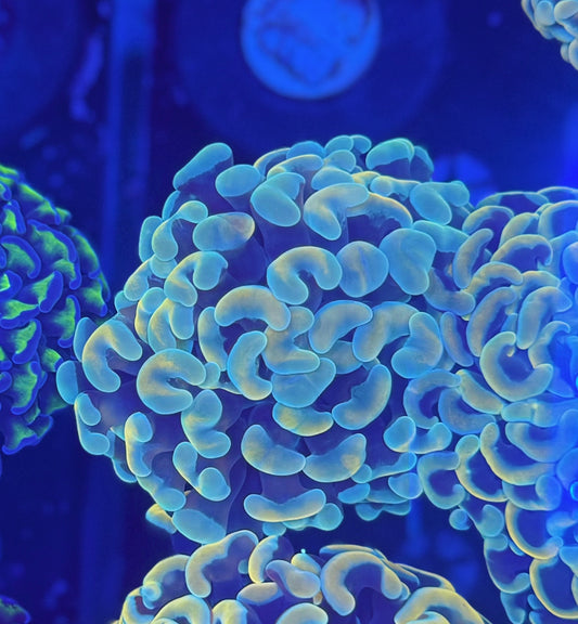 Malay Fat-head Hammer