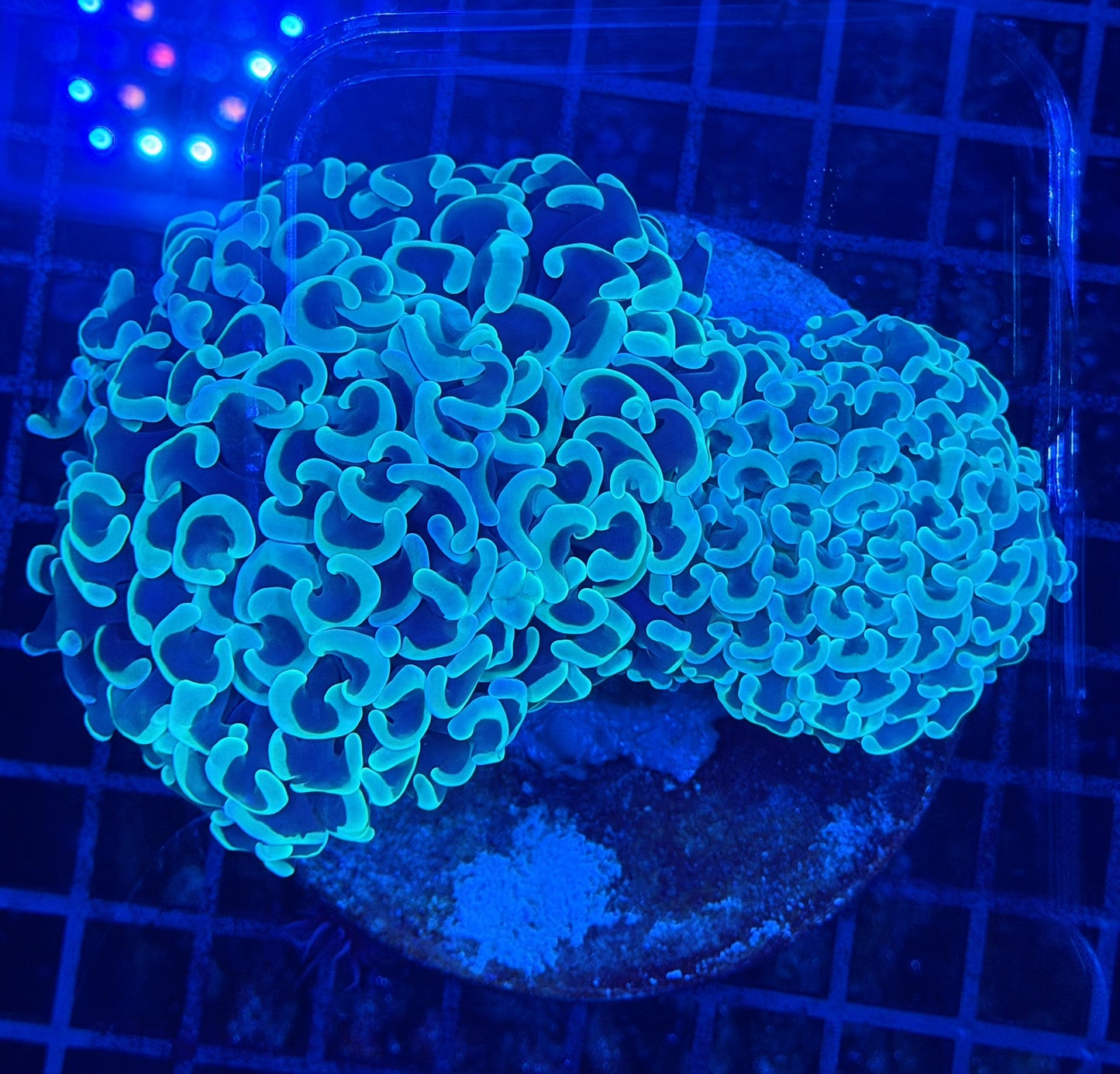 Malay fat head hammer colony