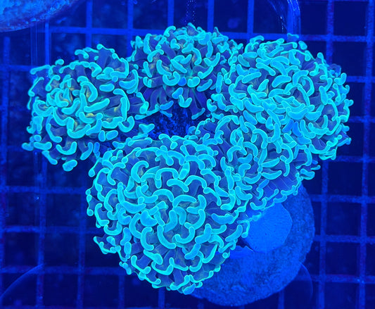 Malay fat head hammer colony