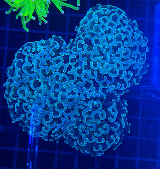 Malay fat head hammer colony