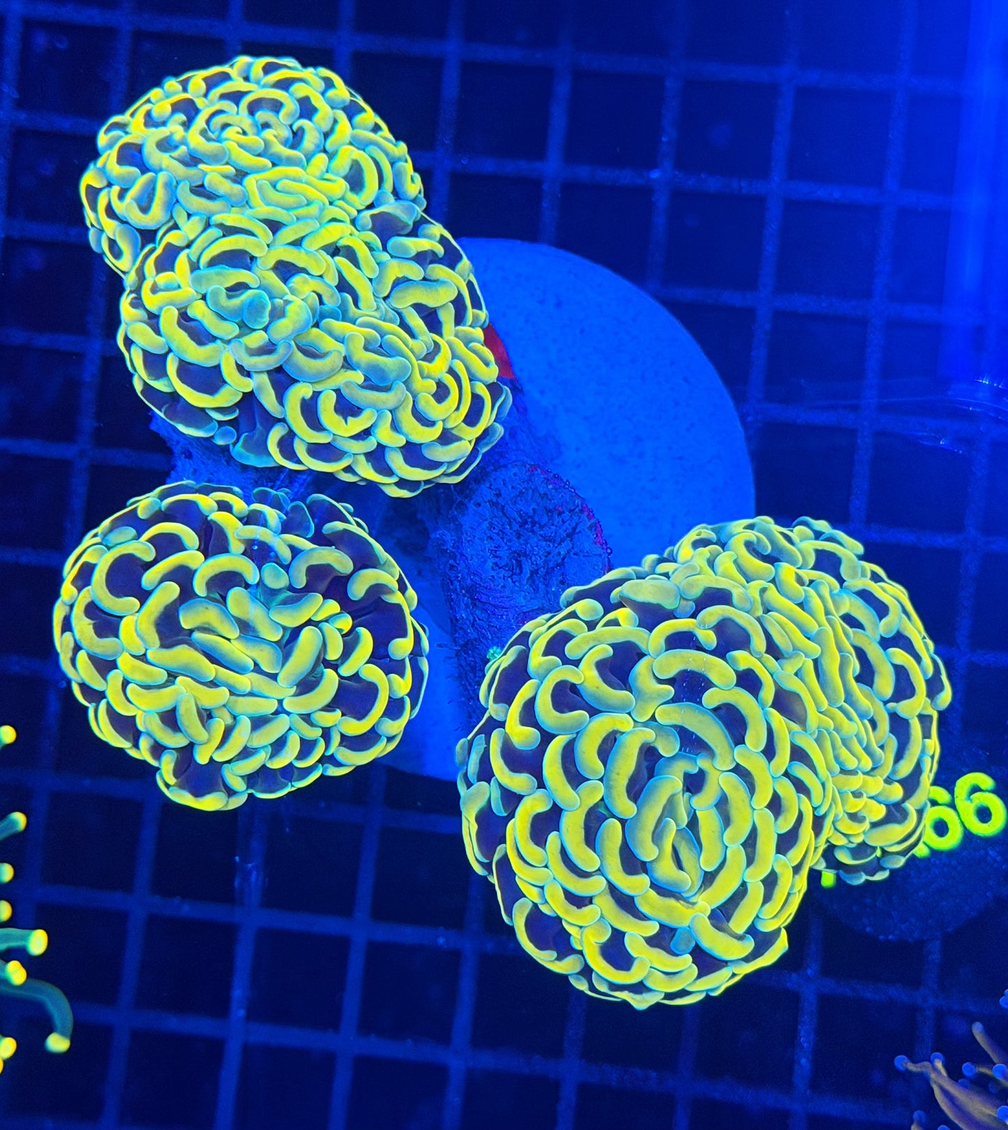 Malay fat head hammer colony