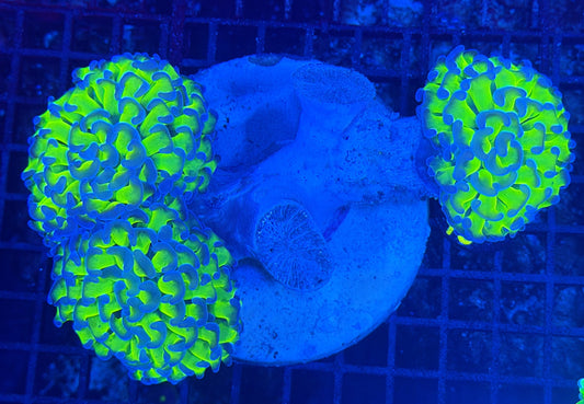 Malay fat head hammer colony