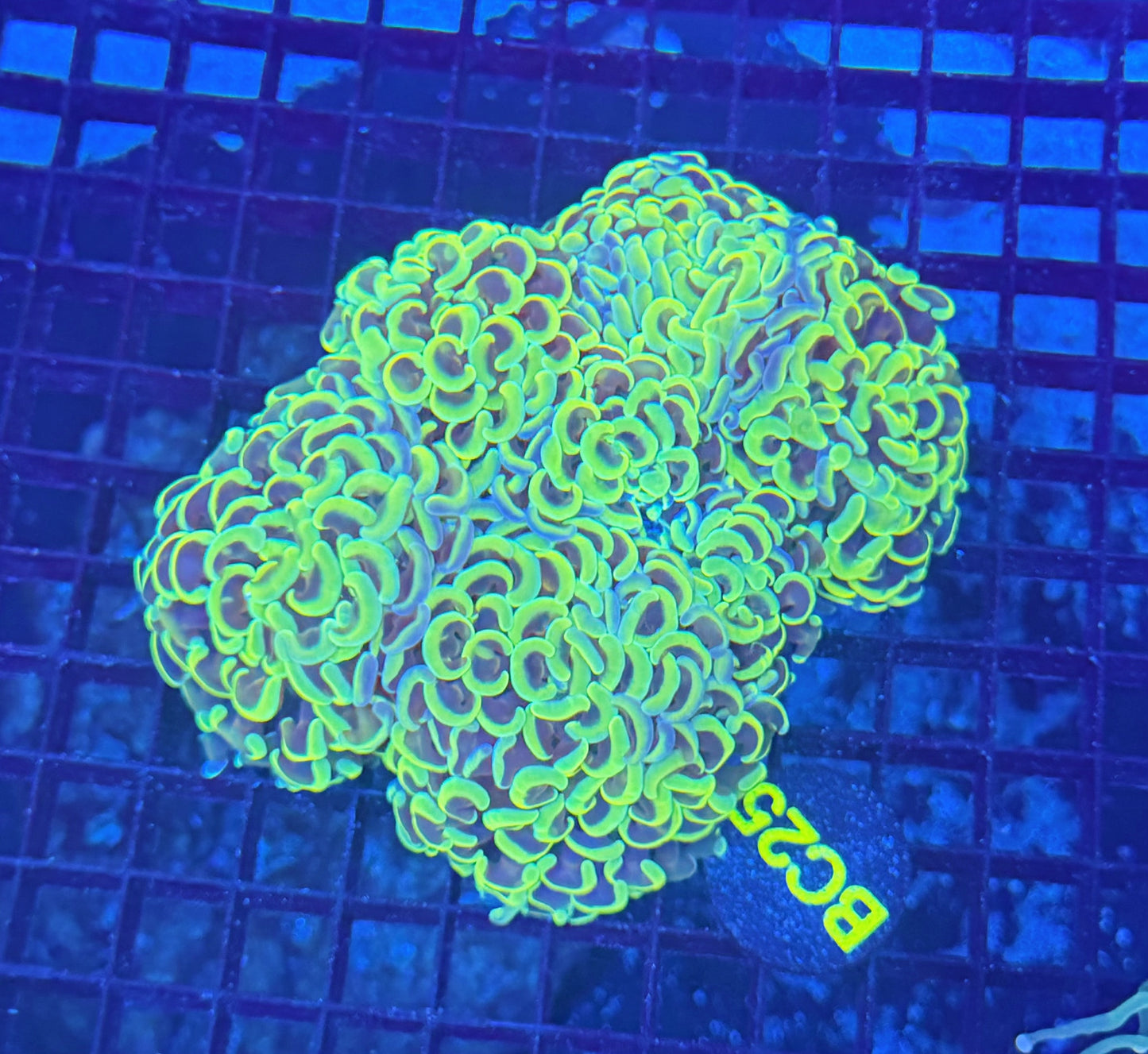 Malay fat head hammer colony