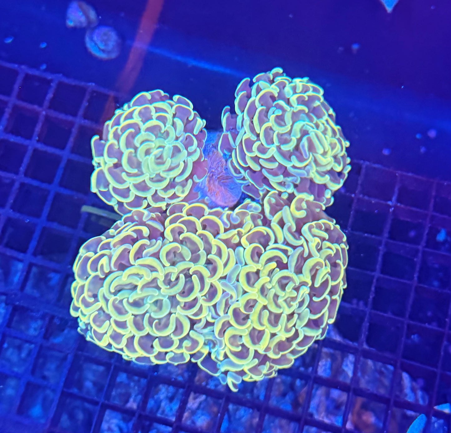 Malay fat head hammer colony