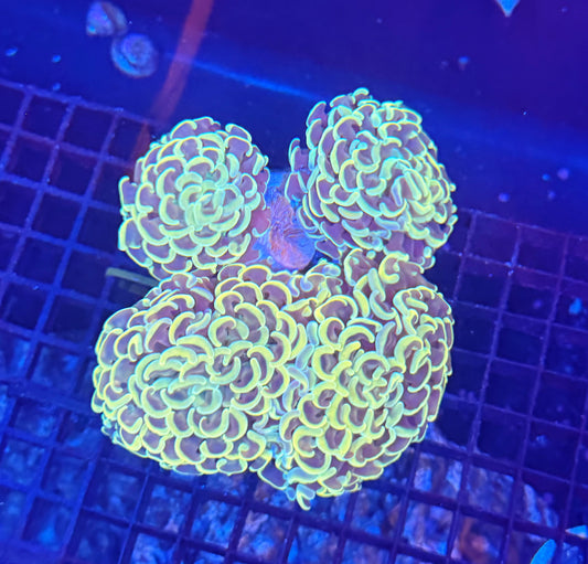 Malay fat head hammer colony