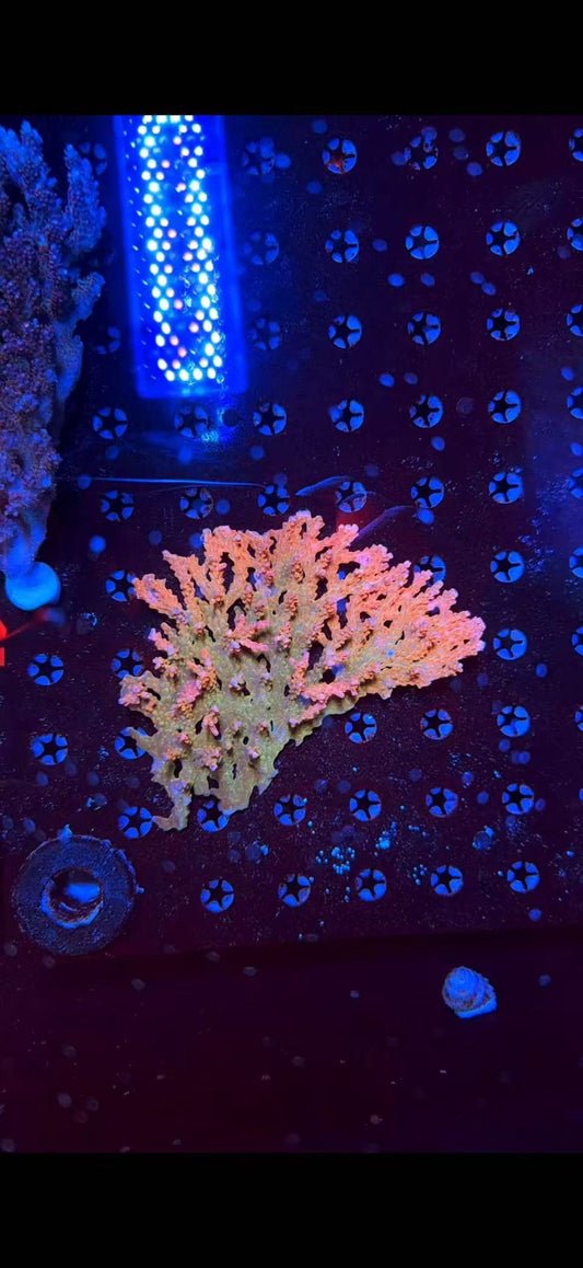 malay sps