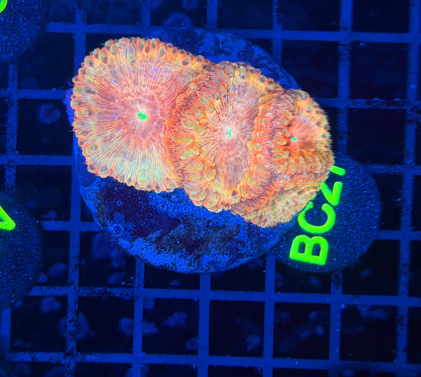 Rainbow blasto