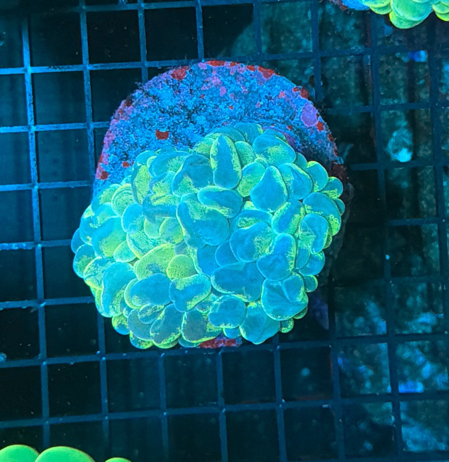 Bubble Coral