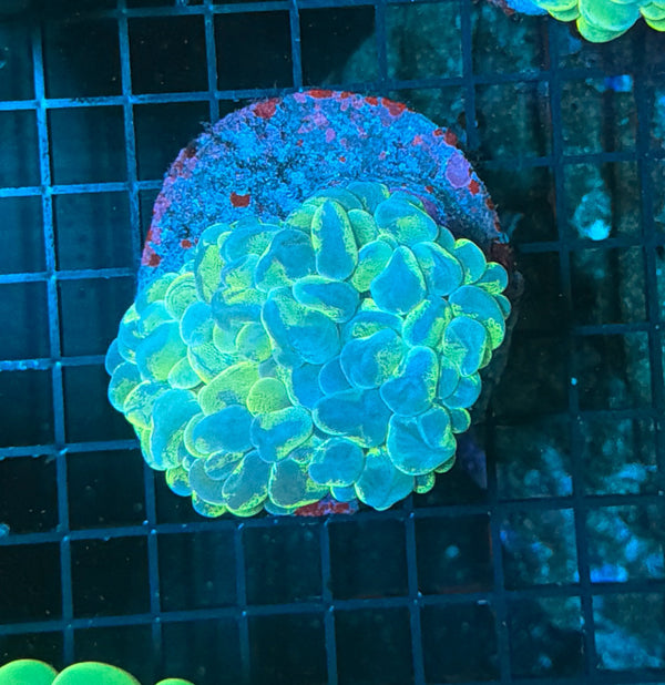 Bubble Coral