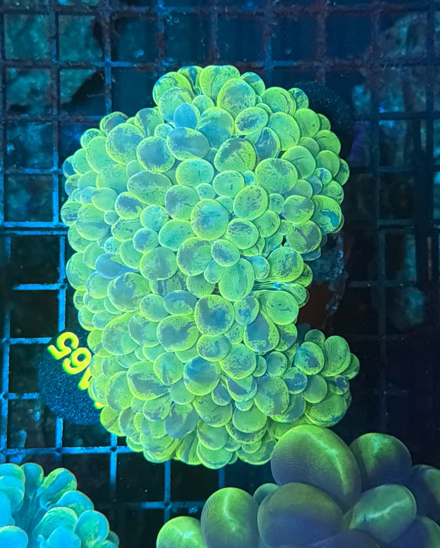 Bubble Coral