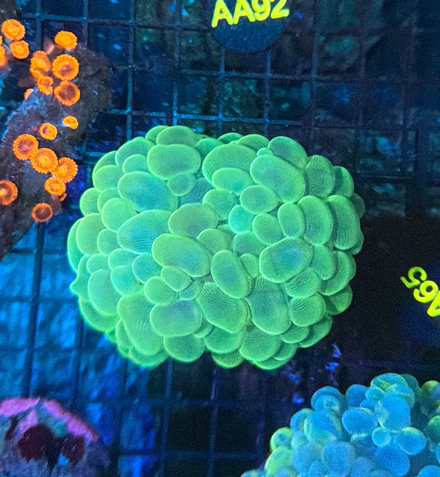 Bubble Coral