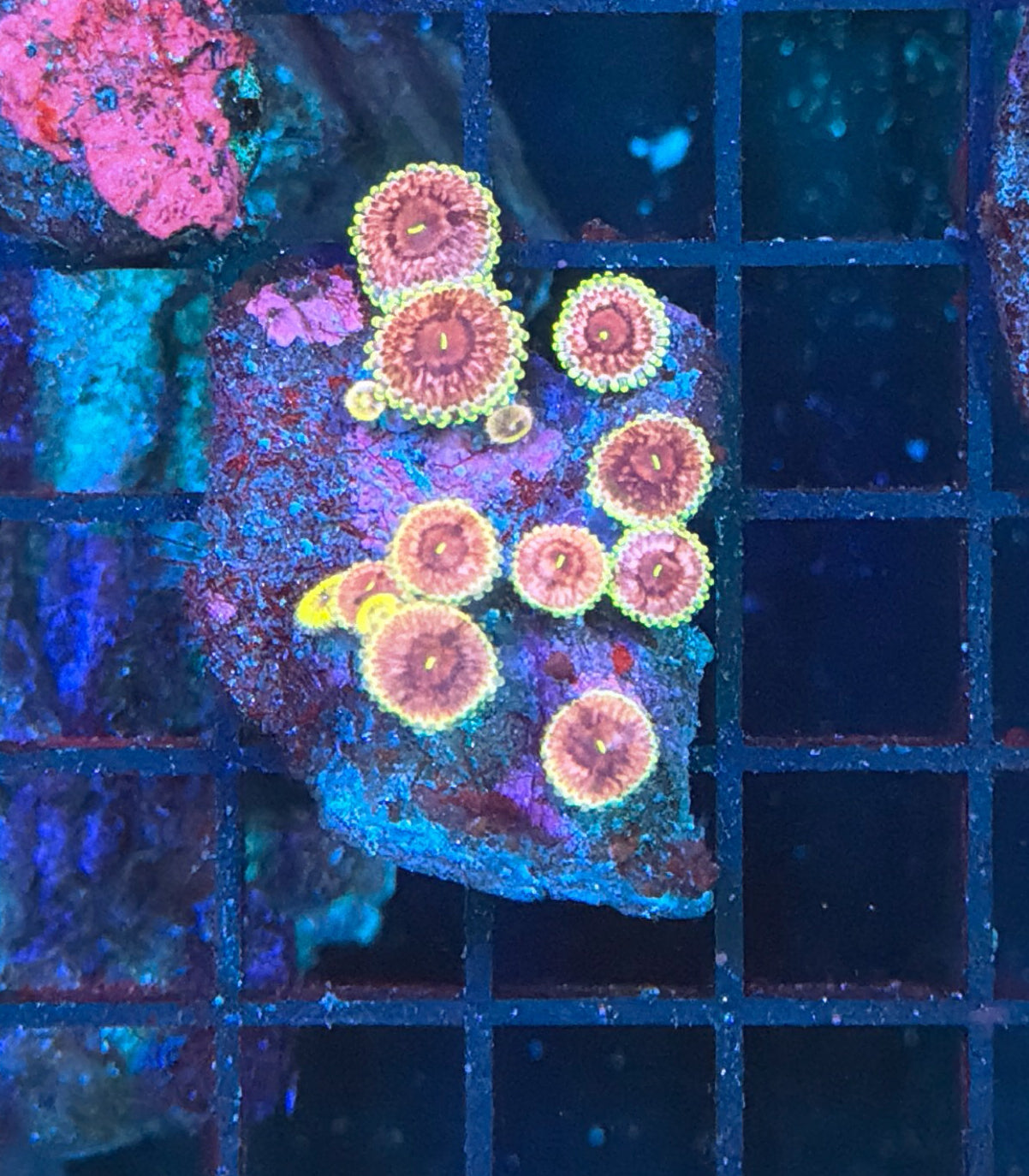 Rainbow zoa