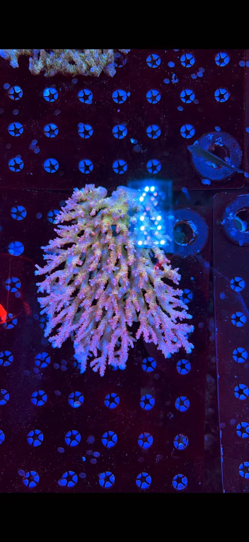 malay sps