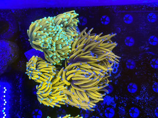 Asian banana, sun god, banana grail & gold mixed plate 6 heads