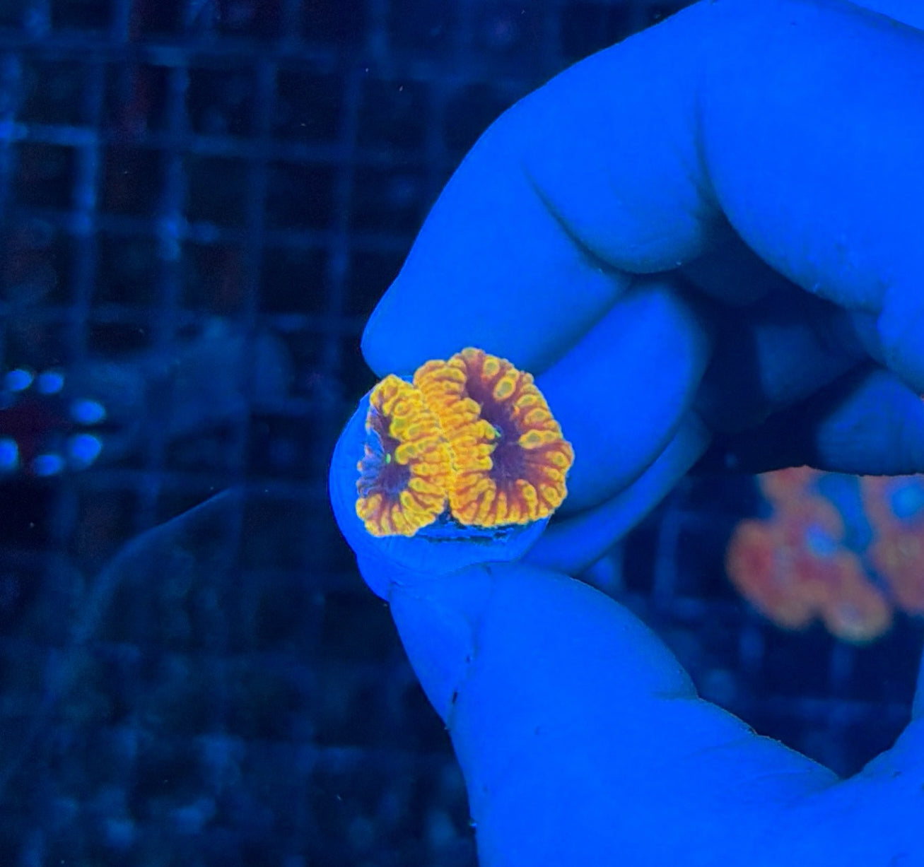 Solar Bloom Blasto double