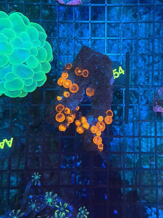 Zoa rock
