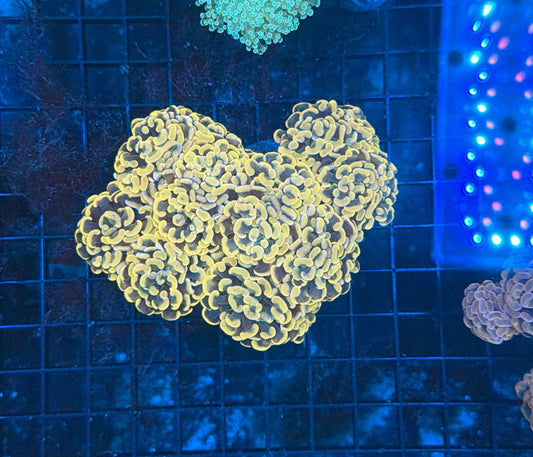 Indo hammer colony