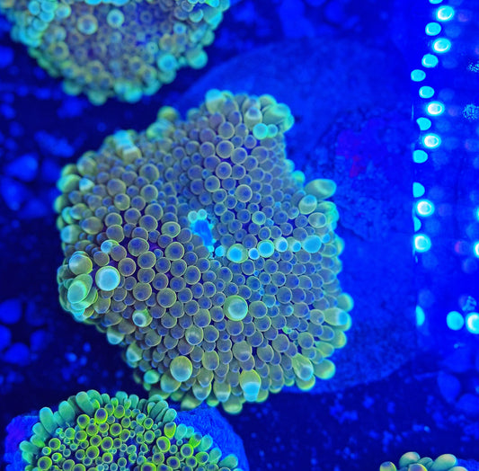 Malay Bouncing Mushroom (XL)