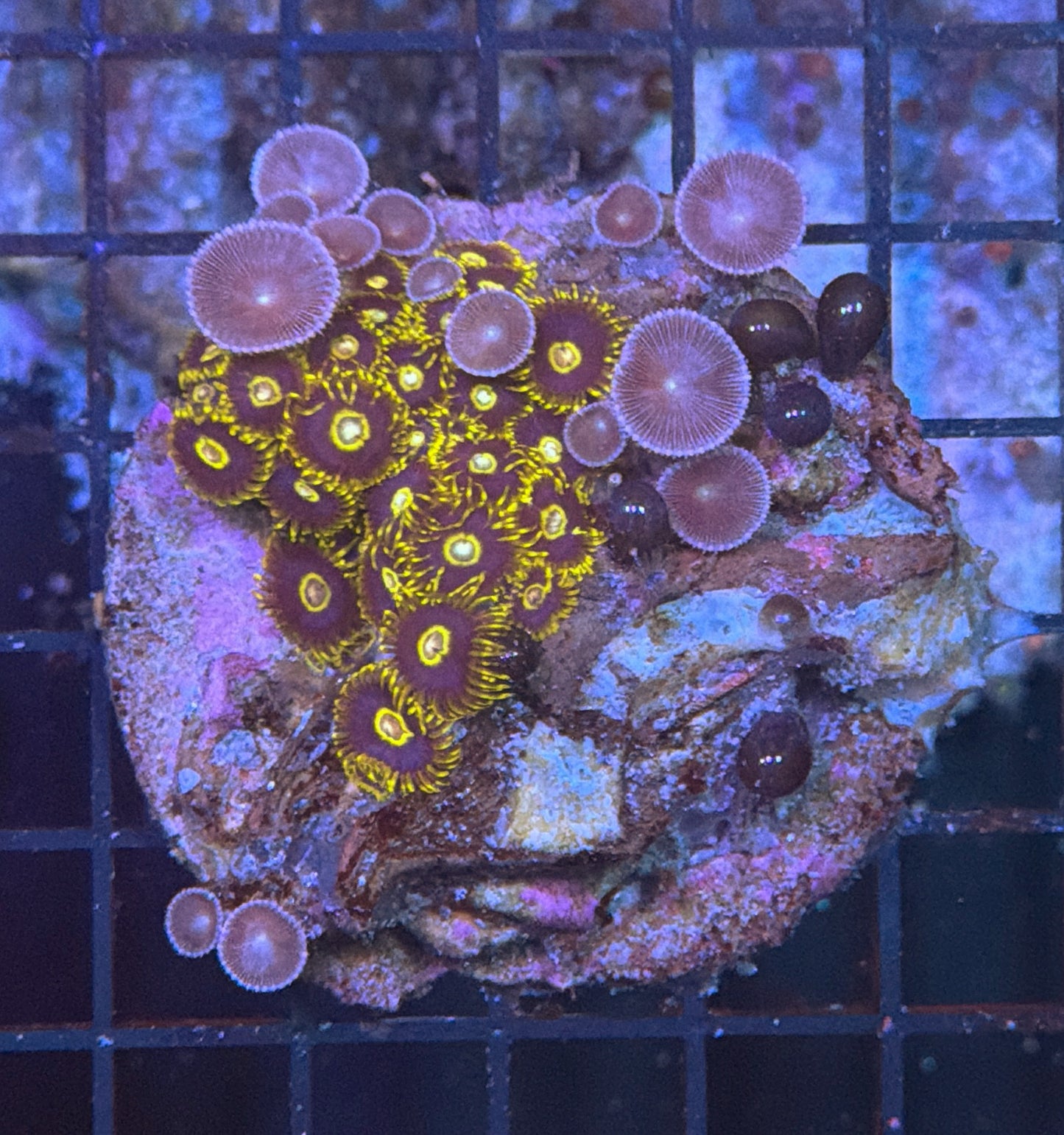 Zoa clearance