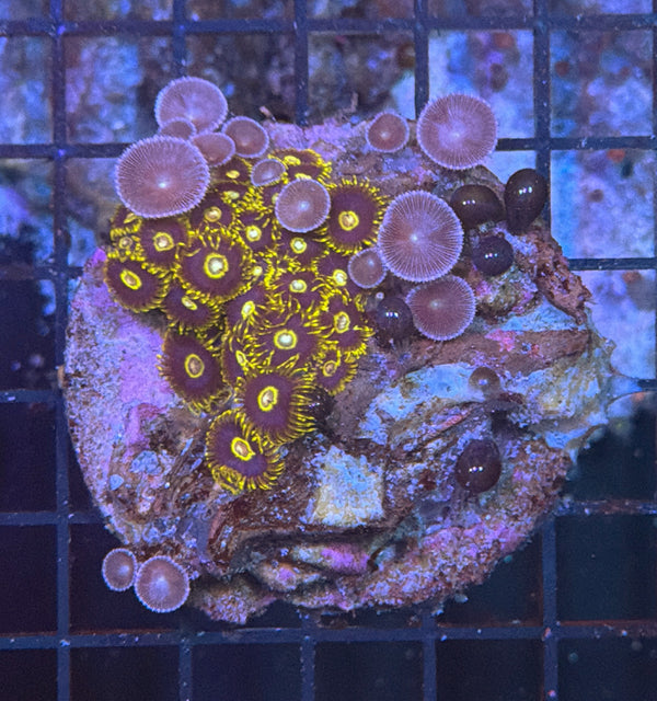 Zoa clearance