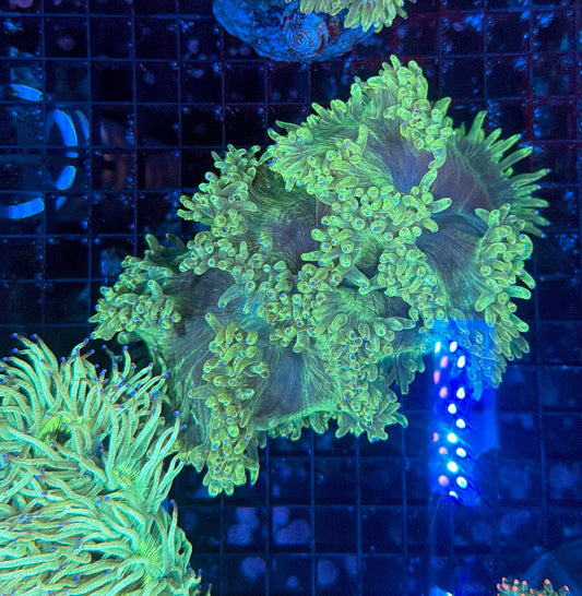 Elegance coral