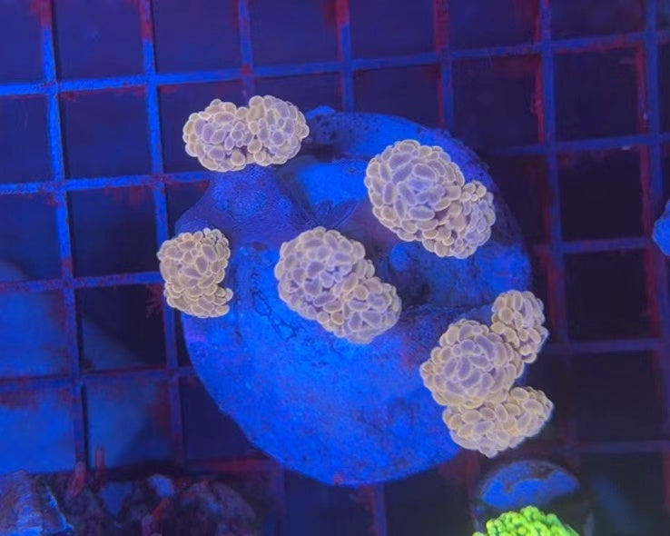 Premium hammer colony