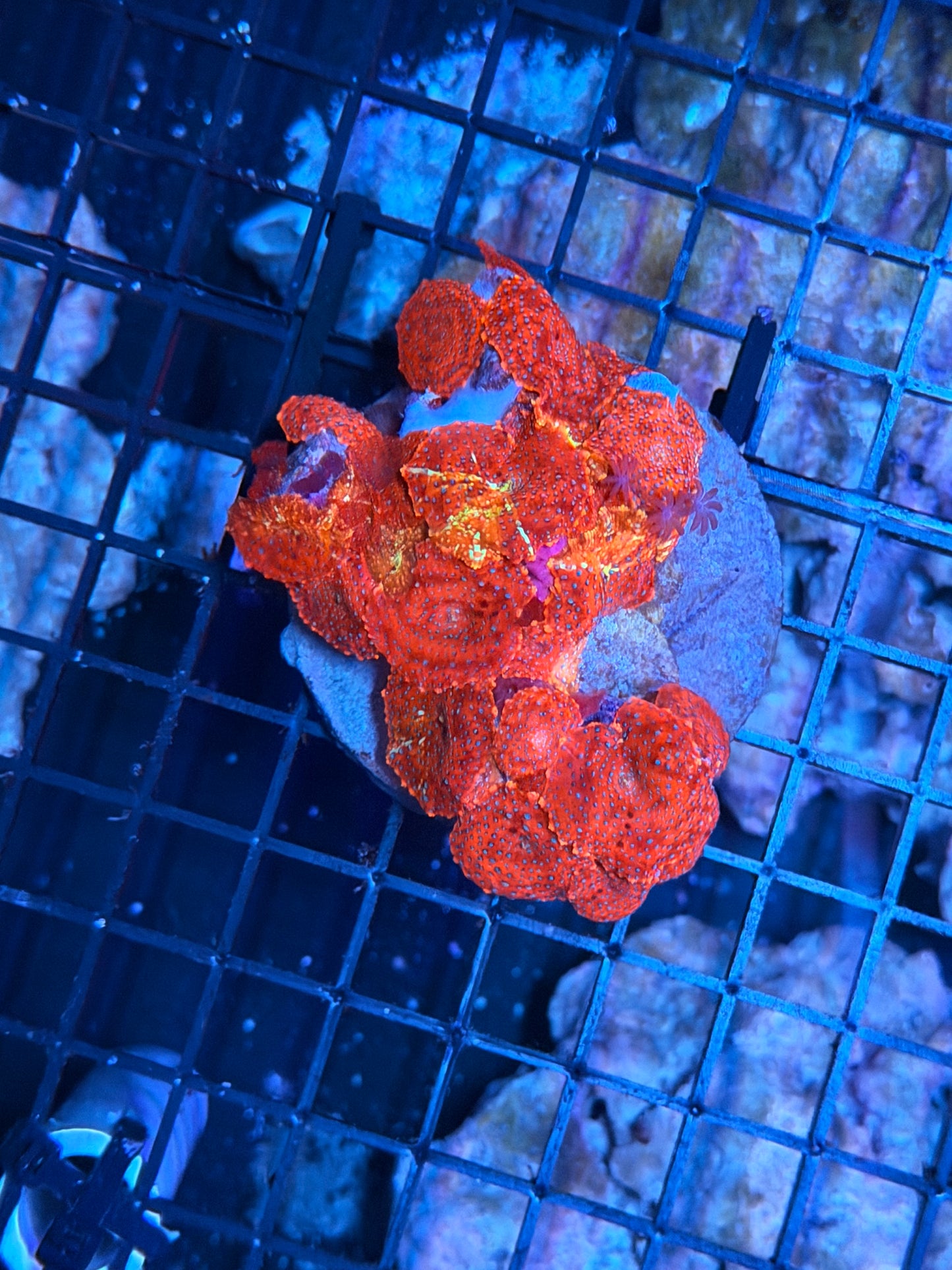 Superman mushroom rock