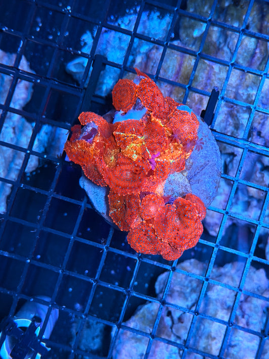 Superman mushroom rock