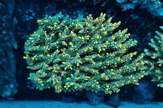 Malaysia speciosa