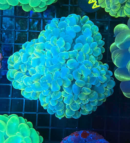 Bubble Coral