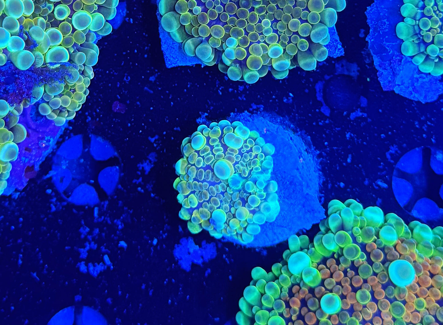 Malay Bouncing Mushroom