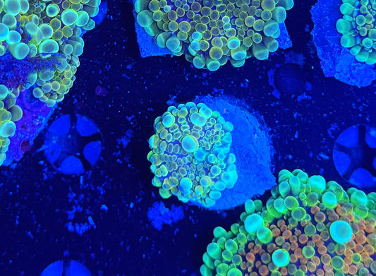 Malay Bouncing Mushroom