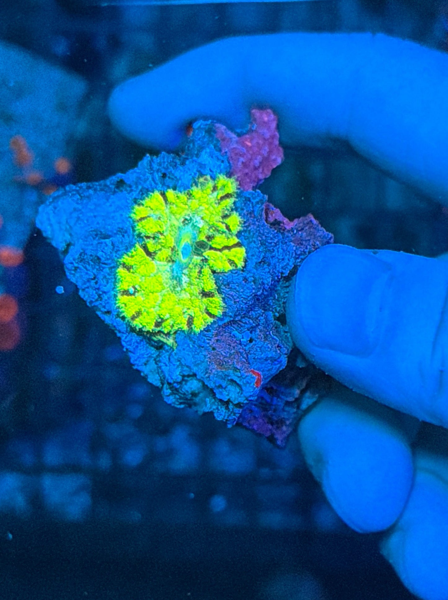 Mini carpet