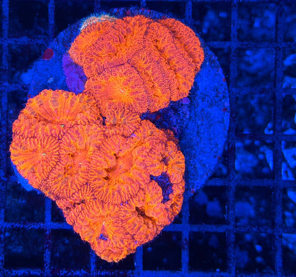 Rainbow blasto