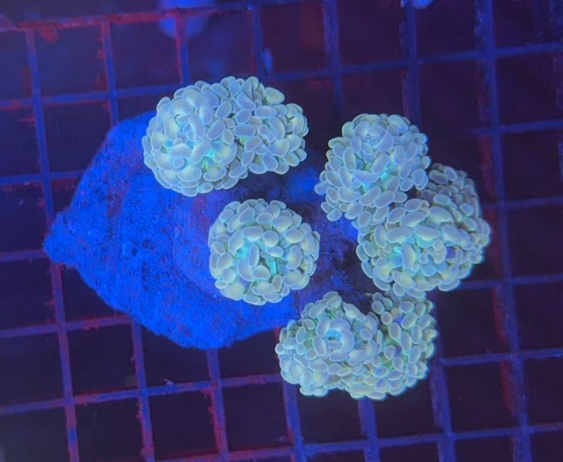 Premium hammer colony