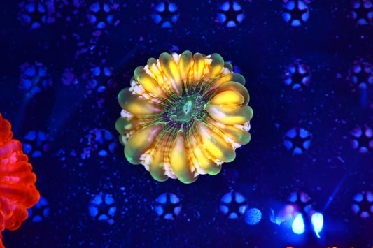Rainbow cynaria
