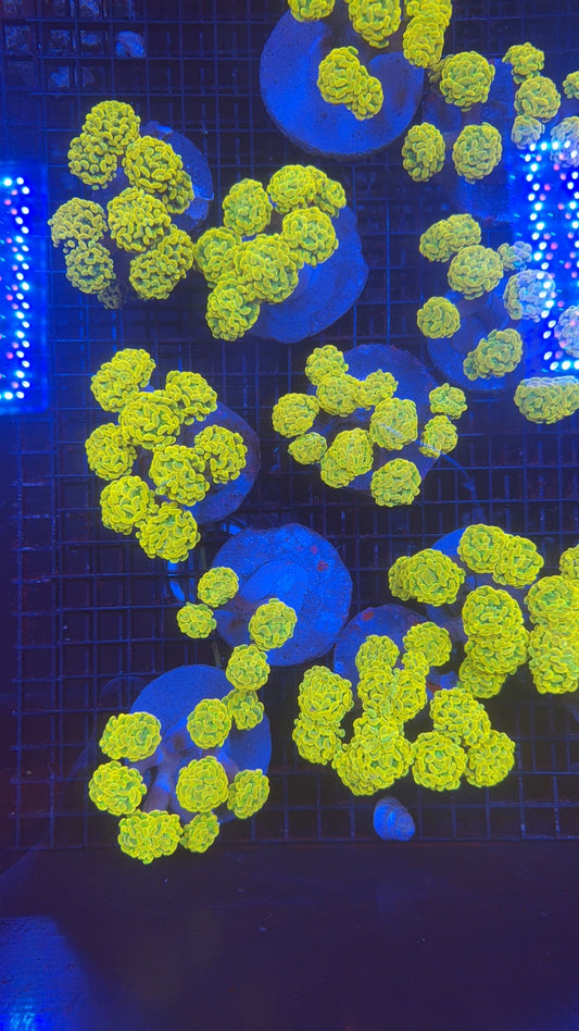 Willy wonka hammer (not WYSIWYG) per head