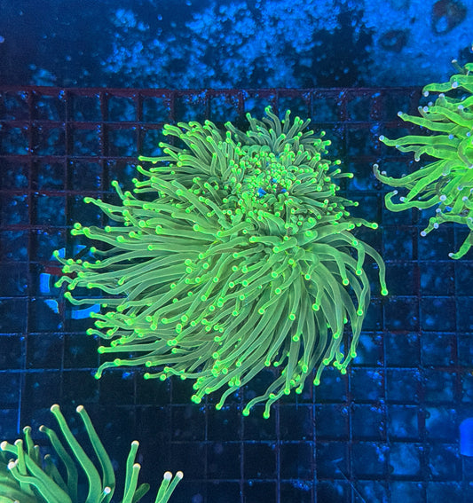 Malay green colony 3-4heads 1 head with barnacle