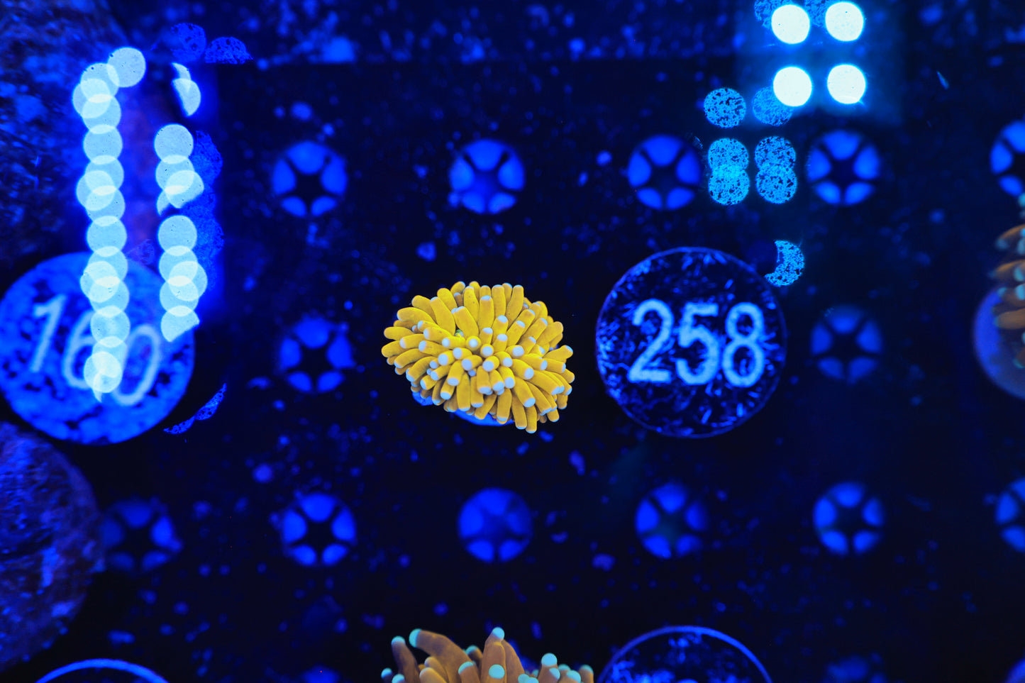 Asian banana / Sun god 1 head-Ocean King Corals