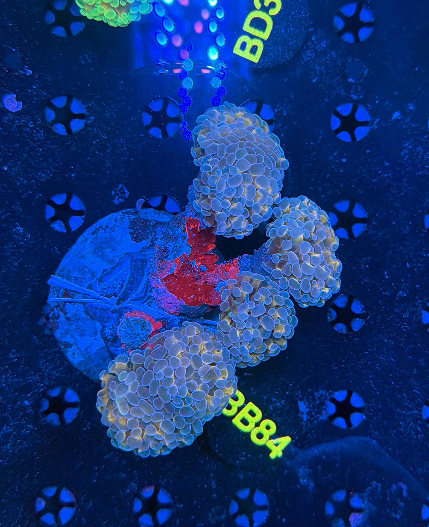 Indo SP hammer colony