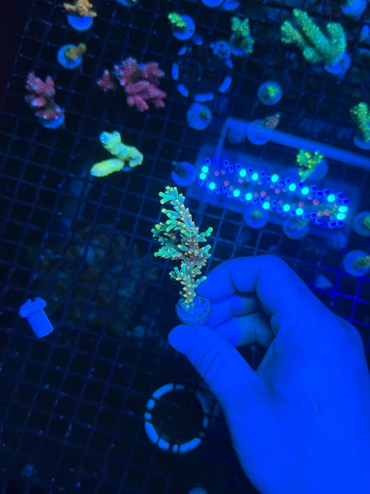 Speciosa encrusted mini colony