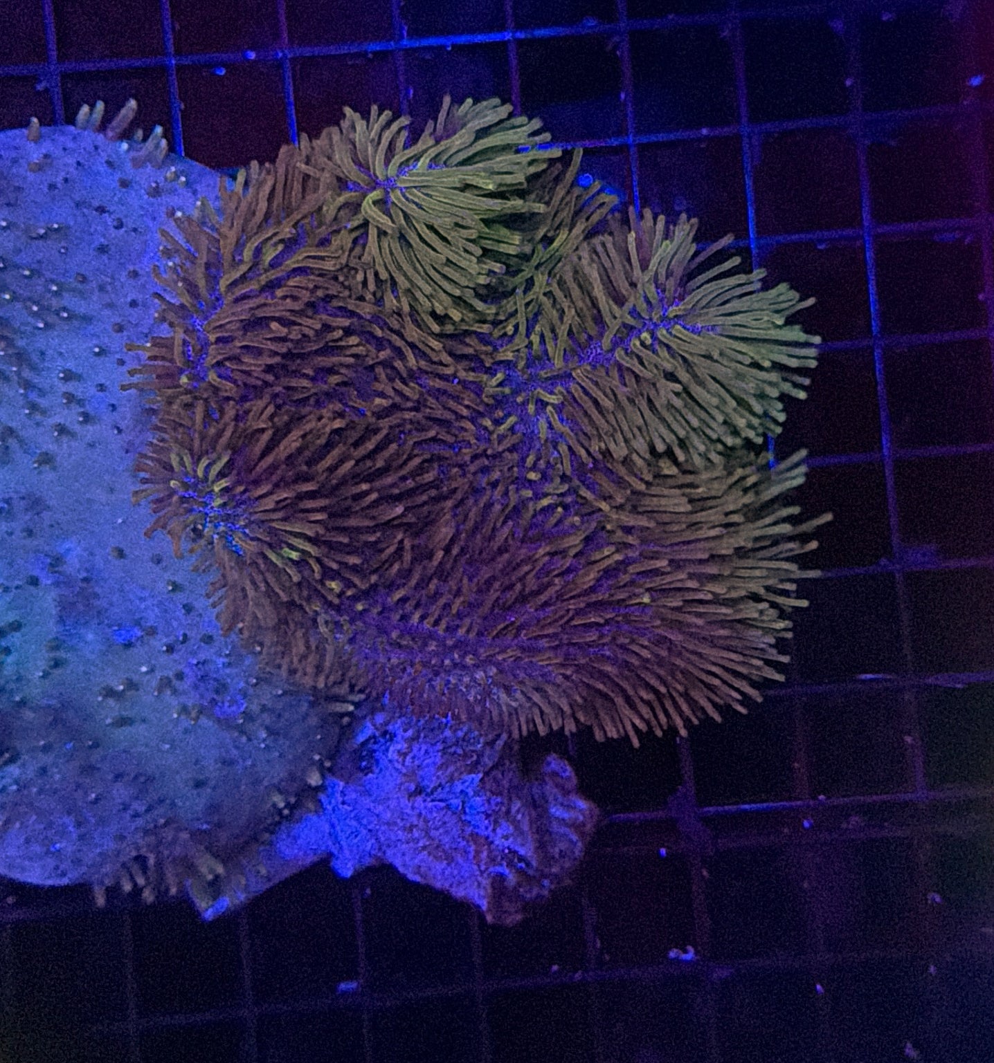 Malay blue tip toadstool