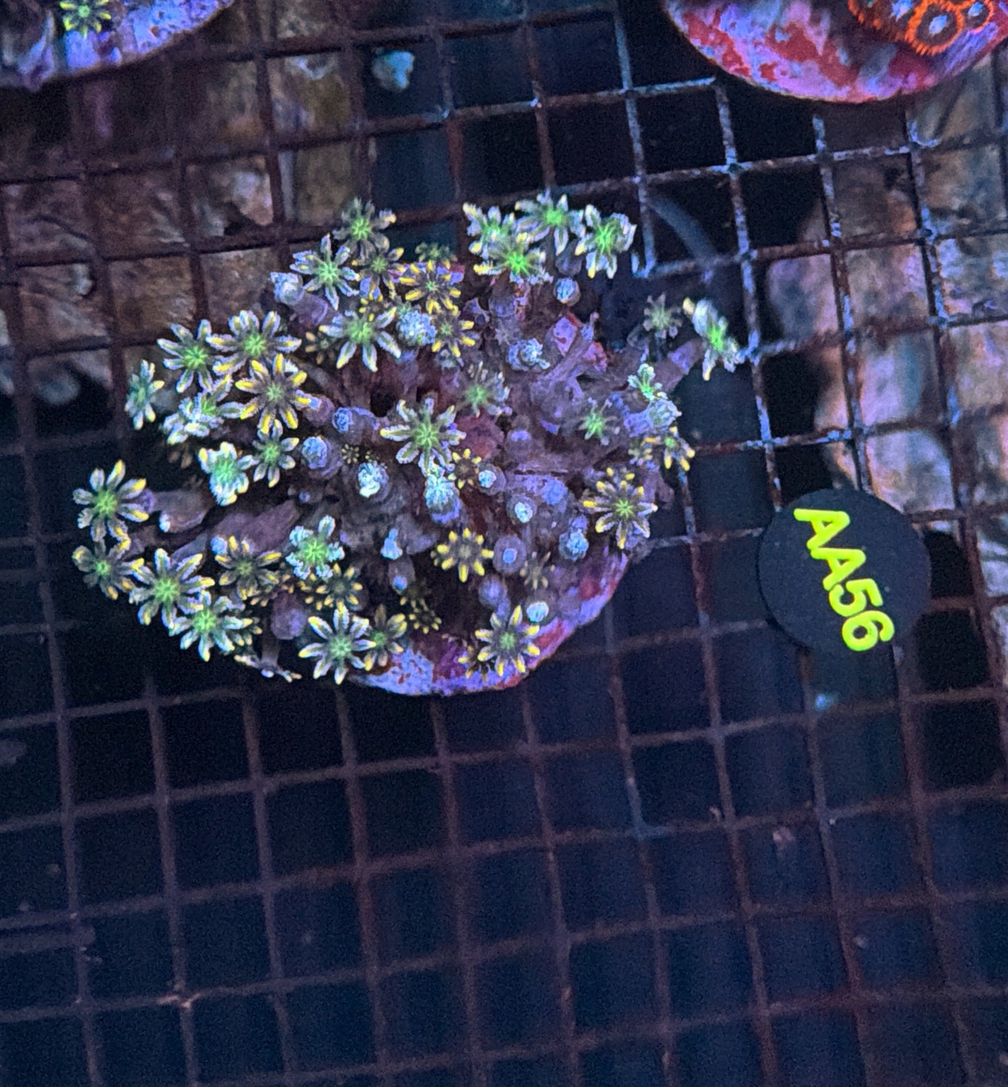 Rainbow cloves plate